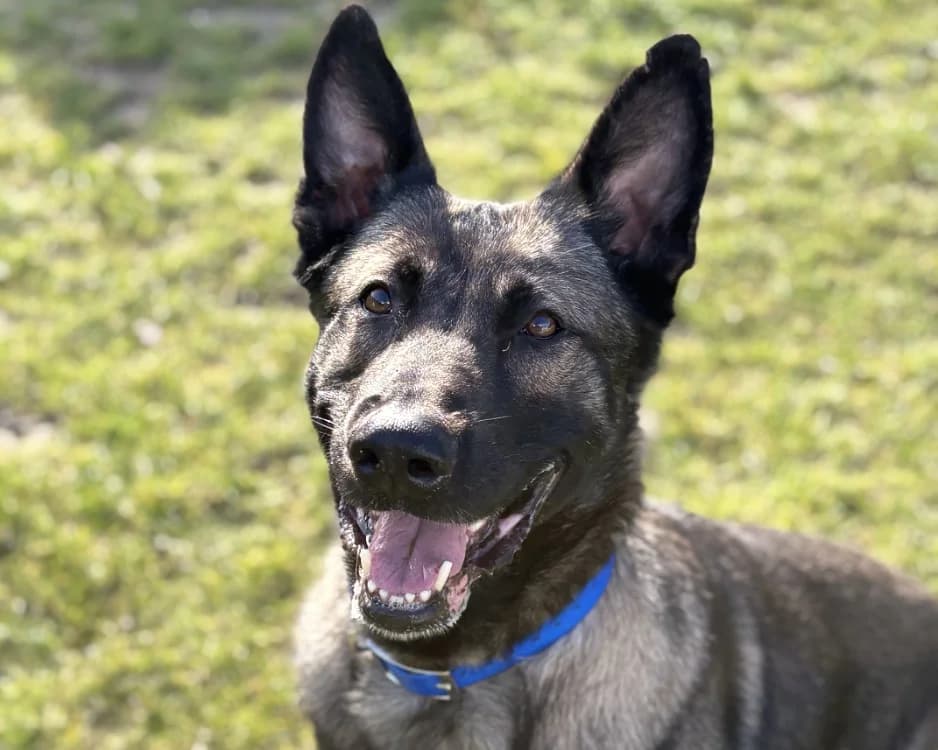 THALES, male 4yo Belgian Malinois for adoption at SPA Gennevilliers (Grammont), Gennevilliers