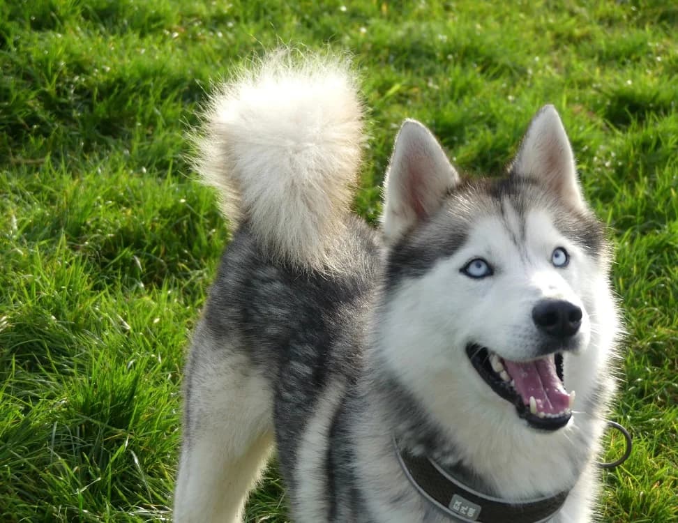 MARVEL, male Husky for adoption at Ardennes