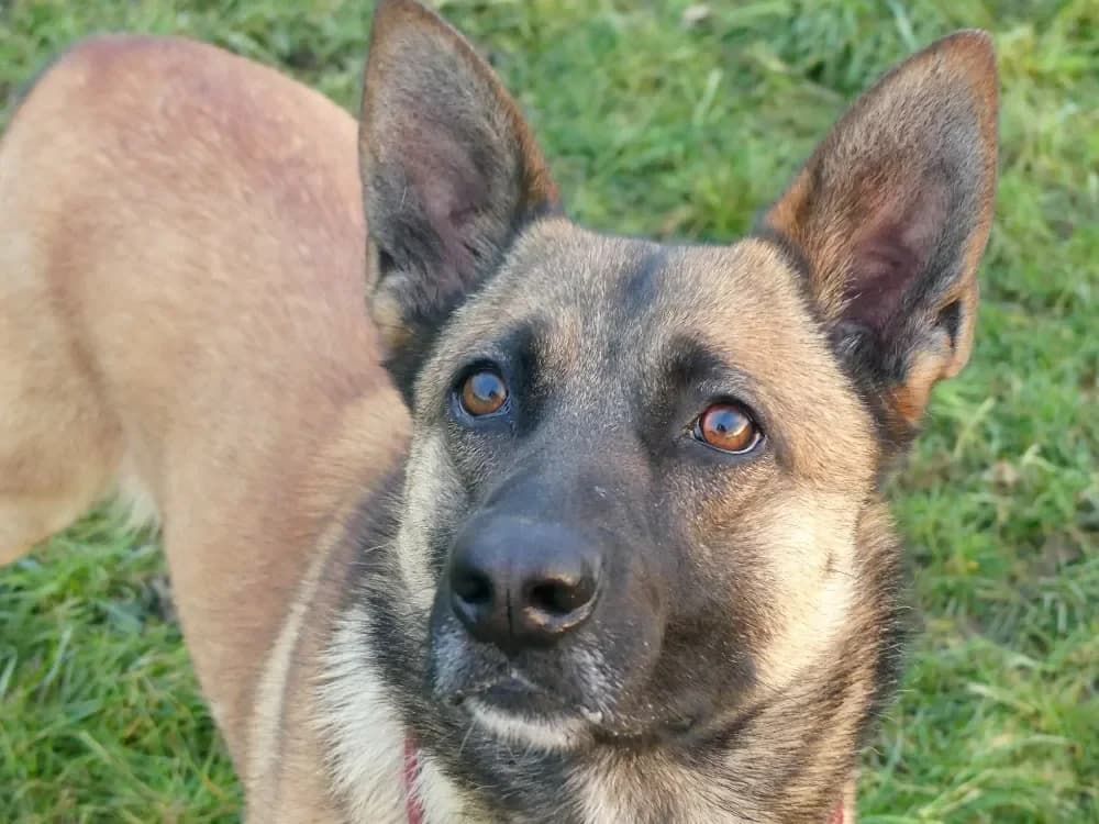 POOH, female Belgian Malinois for adoption at Maubert-Fontaine), Ardennes photo 2