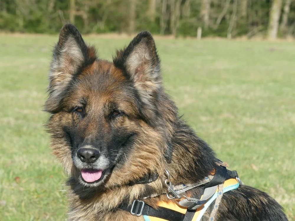 RAVEN, German Shepherd (Maubert-Fontaine))