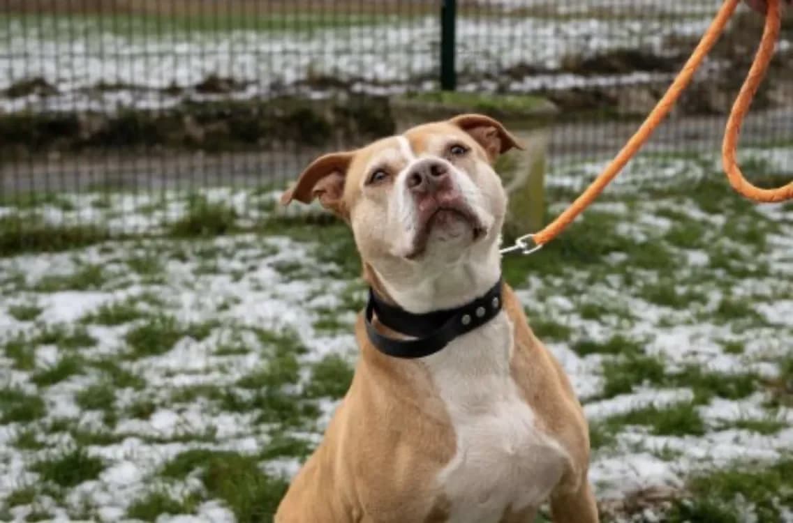 Caramel, male Labrador Retriever for adoption at Amiens), Poulainville photo 2