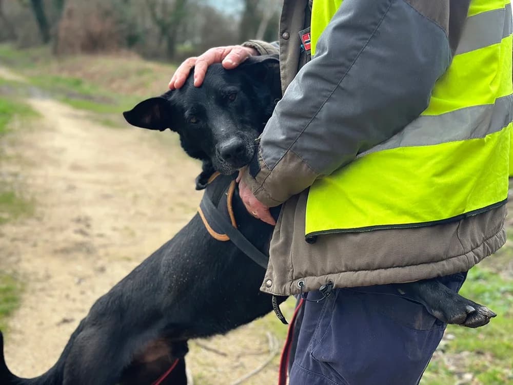 VALOU, male senior Labrador Retriever for adoption at SPA Château-d'Olonne