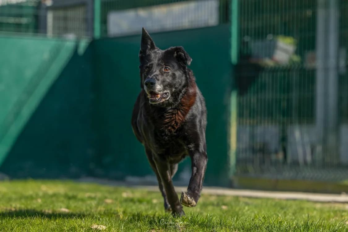 ROXY, Labrador Retriever (SPA Rennes)
