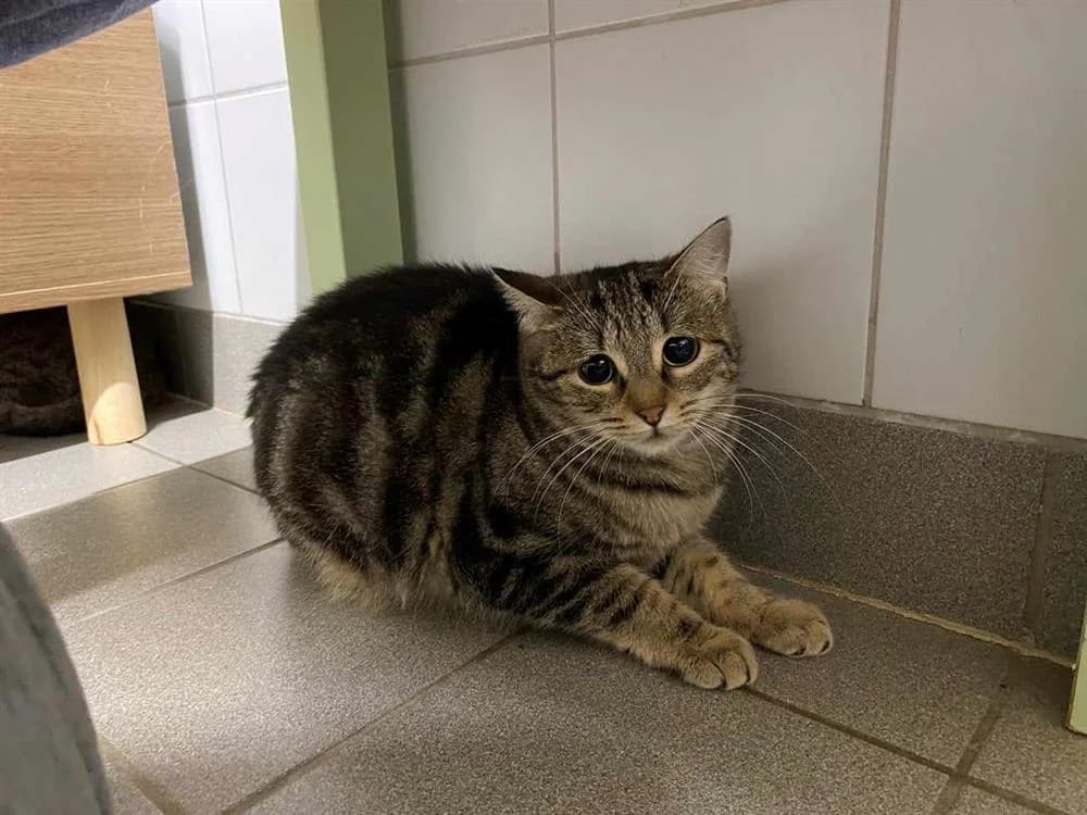 HIZA, female mixed breed for adoption at SPA Forbach, Forbach