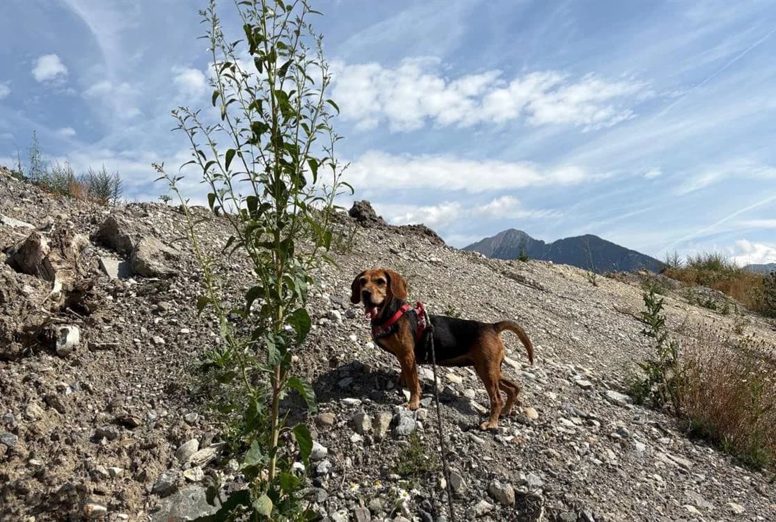OLGA, female 7yo Beagle for adoption at SPA Briançon, Briancon