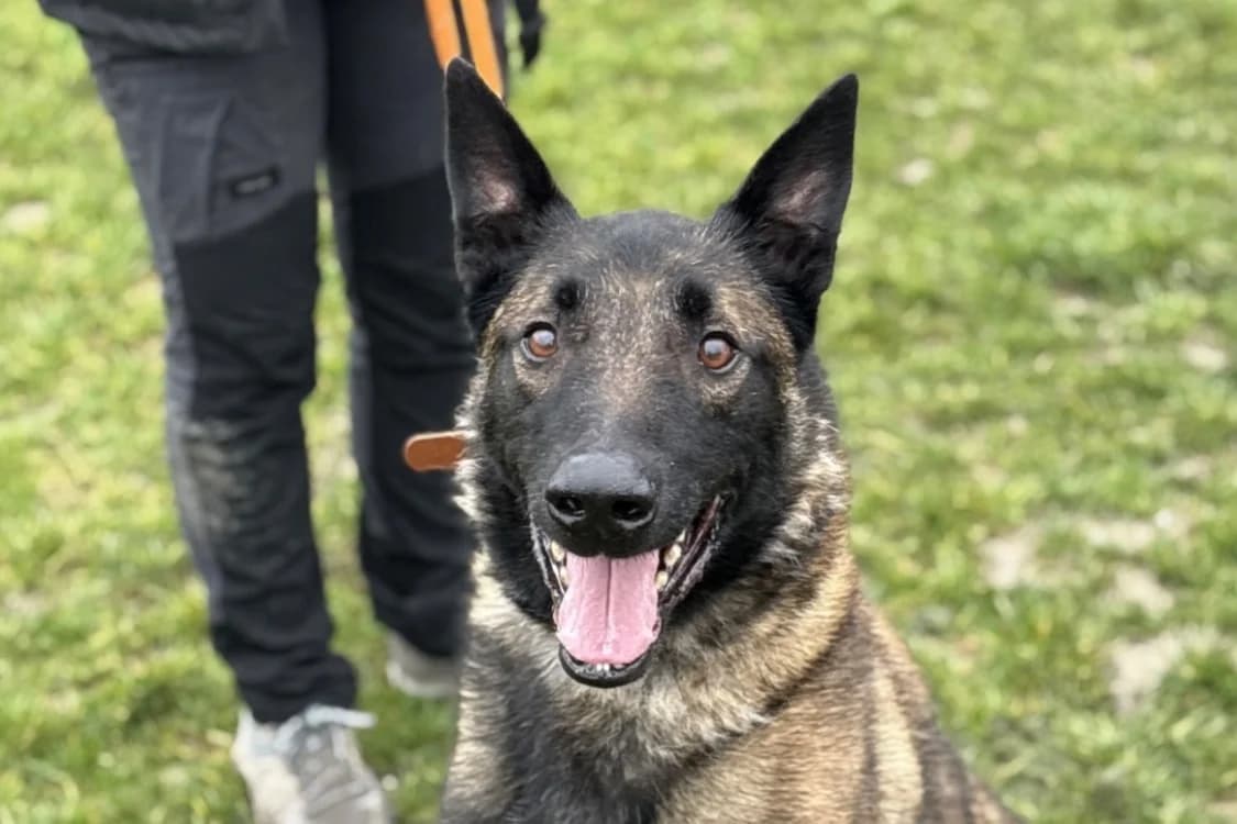 JACKY, brown_chocolate male Belgian Malinois for adoption at SPA Gennevilliers (Grammont), Gennevilliers