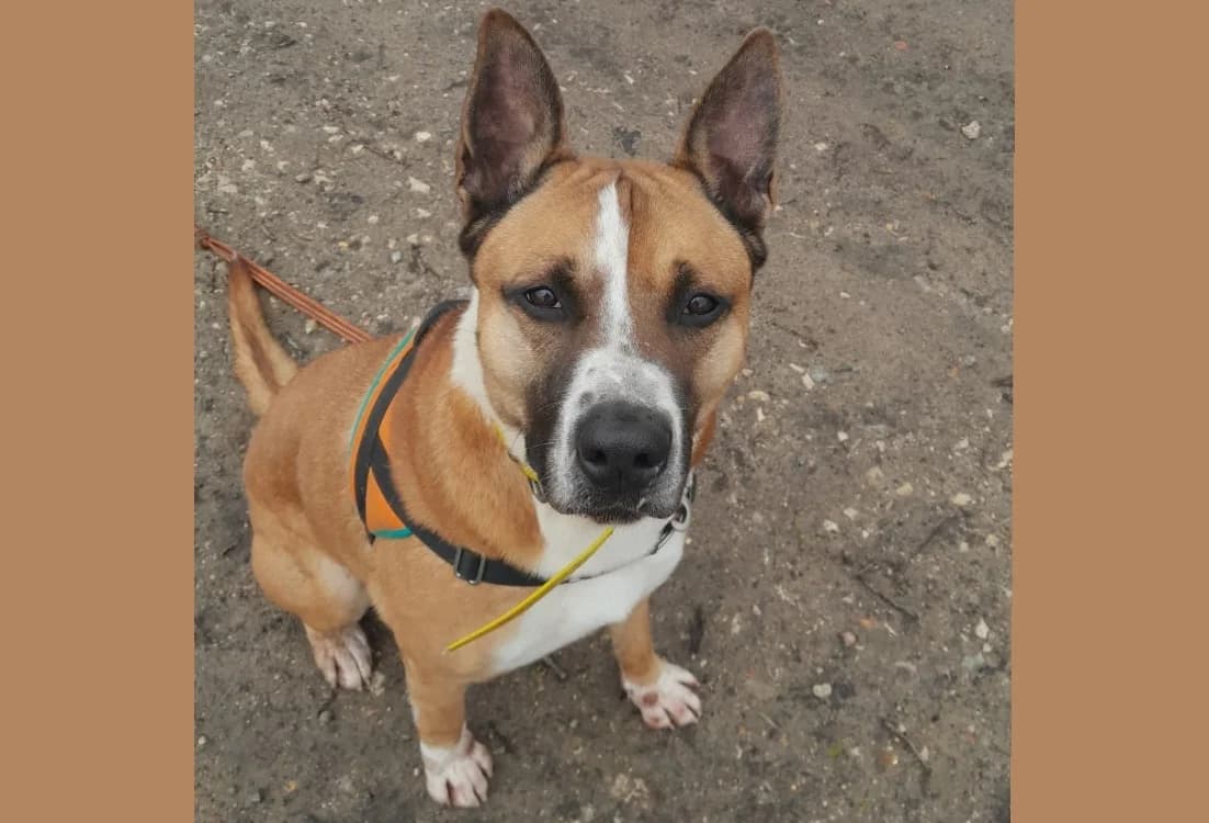 UZI, unknown male Mixed Breed for adoption at SPA Hermeray, Hermeray