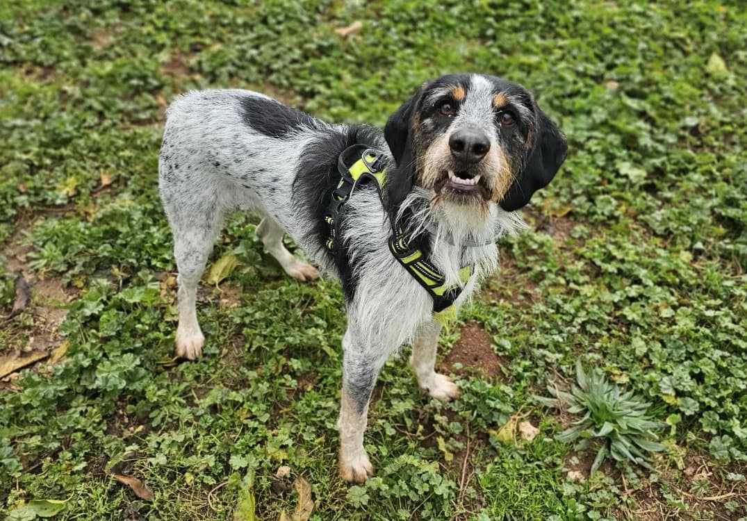 VOLT, Mixed Breed (Vallerargues))