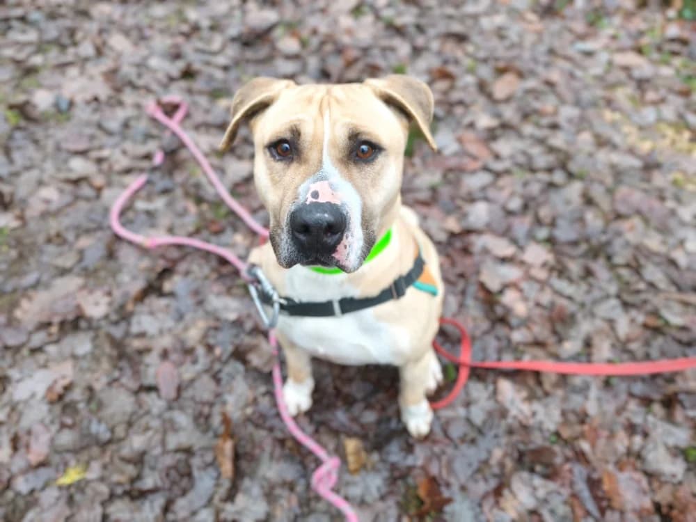 COSMOS, yellow_tan_blond_fawn male Labrador Retriever for adoption at SPA Vichy (Brugheas), Vichy