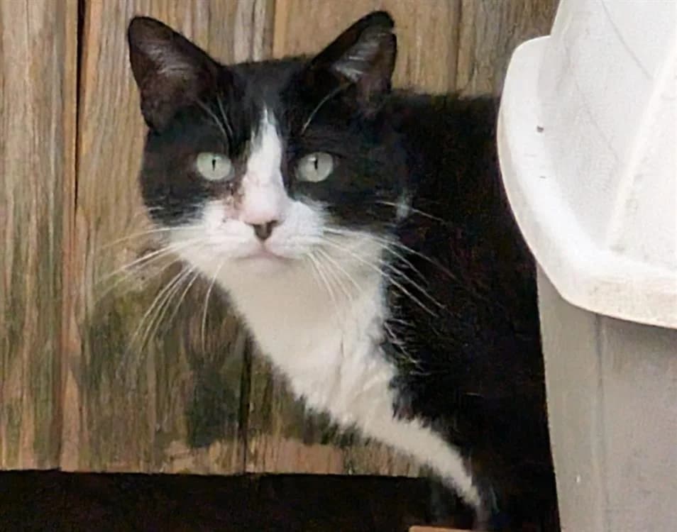 LIVAÏ, male senior mixed breed for adoption at SPA Gennevilliers (Grammont), Gennevilliers
