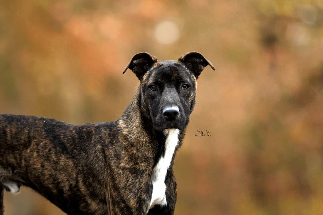 Skippy, male mixed breed for adoption at SPA Golfech, Golfech