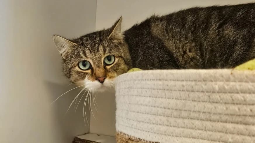 Tora,  (SPA Thionville)