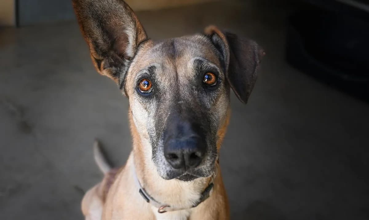 OSIS, female 7yo Mixed Breed for adoption at SPA Perpignan, Perpignan