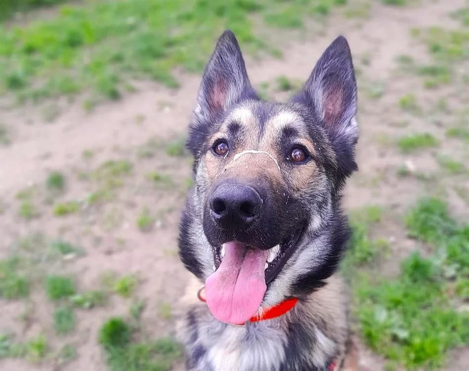 TEXAS, male Mixed Breed for adoption at SPA Le Mans (Yvré-L'Évêque)