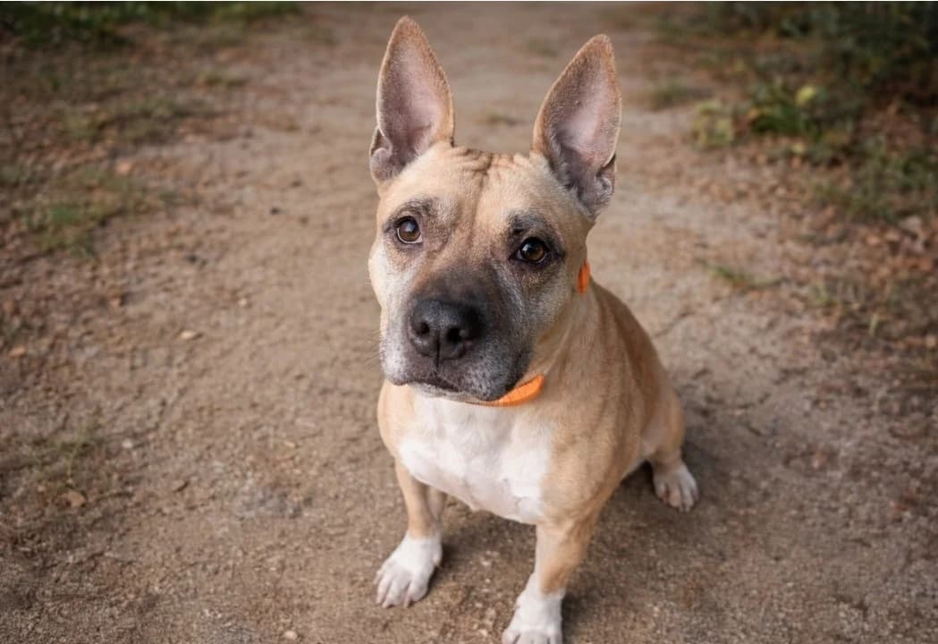 LOUNA, American Staffordshire Terrier (SPA Troyes)