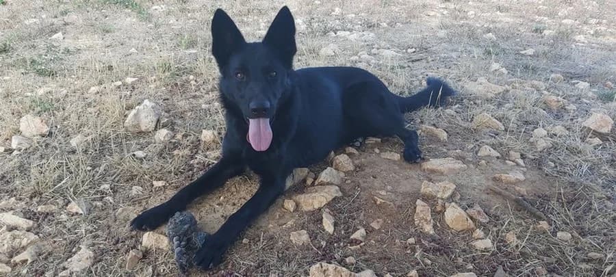onala, German Shepherd (Vallerargues))