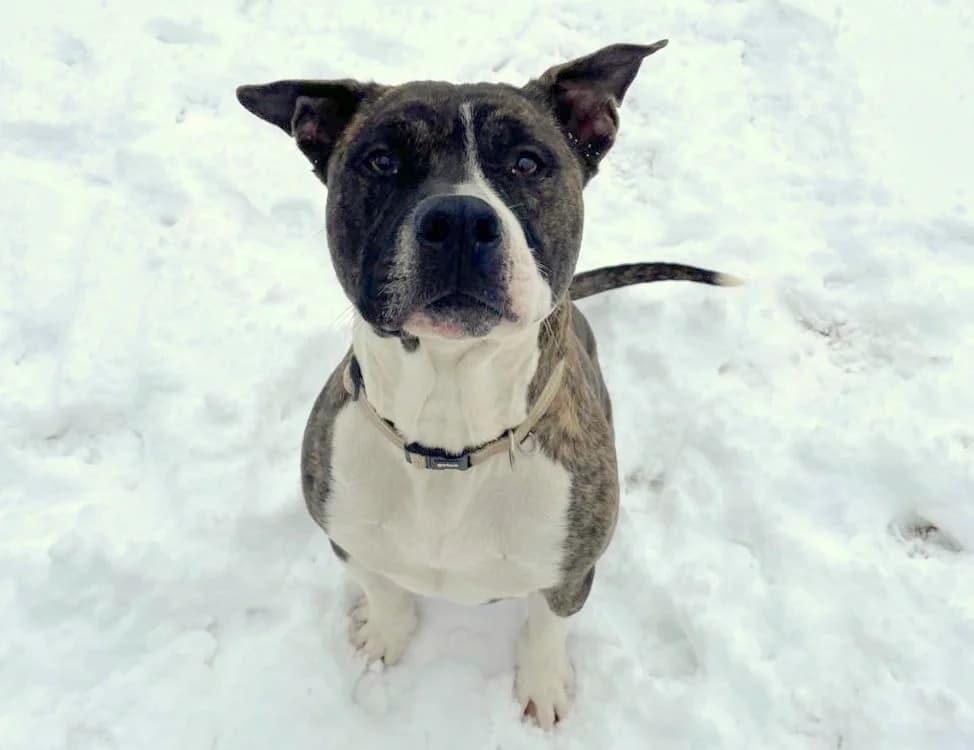 PAA24022 APPOLLO, Mixed Breed (SPA Plaisir)