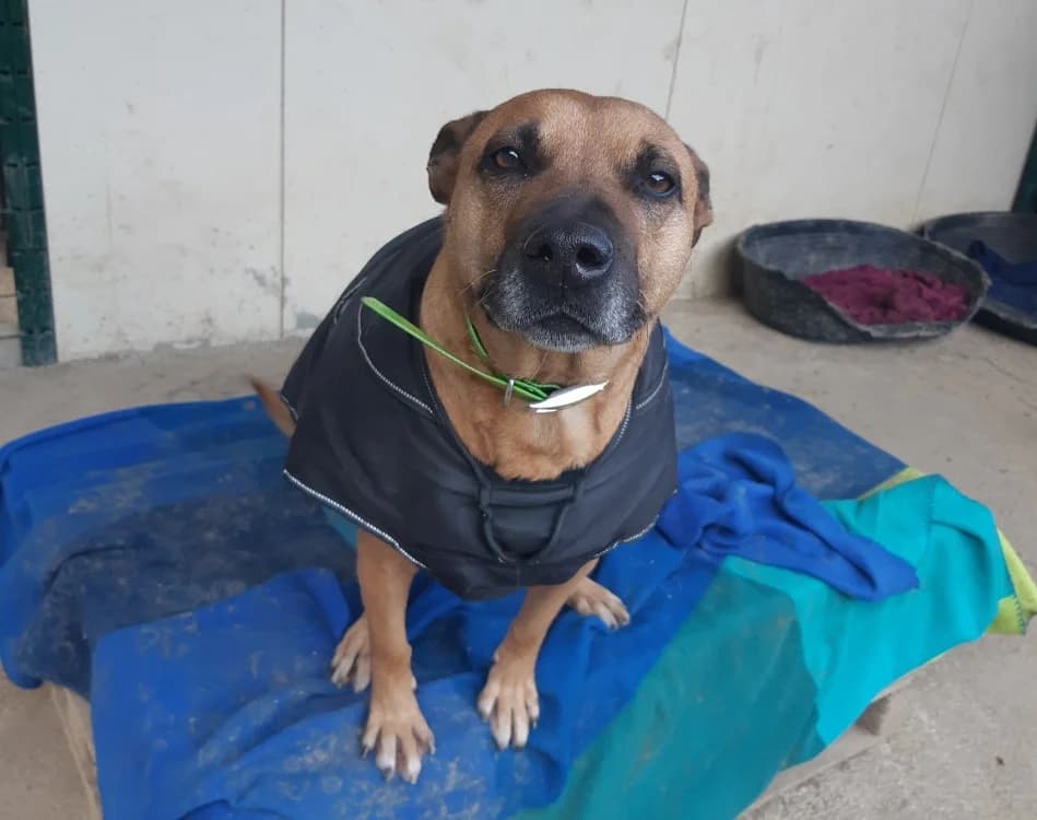 MALIE, Mixed Breed (SPA Cluses)