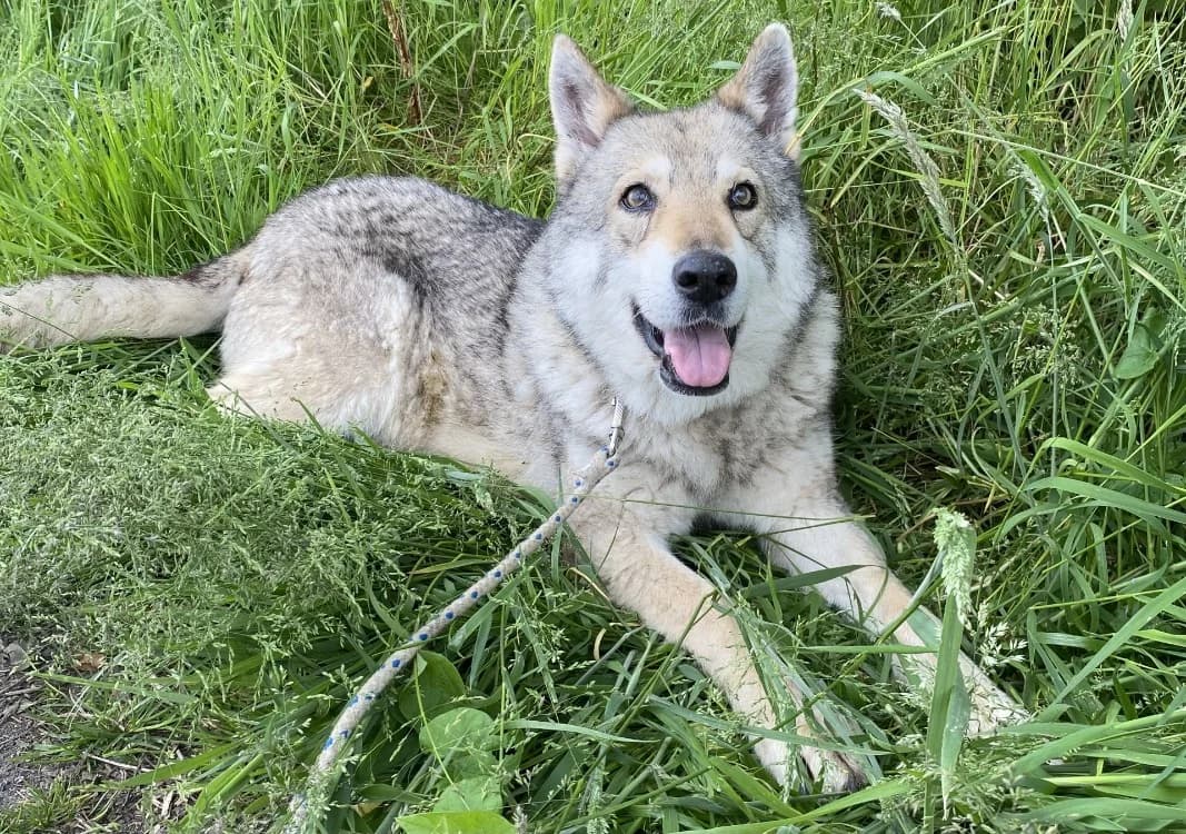 INDIA, female senior mixed breed for adoption at SPA Laon, Laon