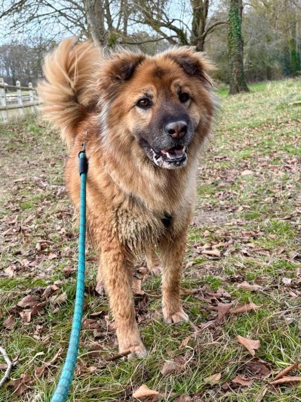 Tania, Mixed Breed (Fondation Brigitte Bardot)