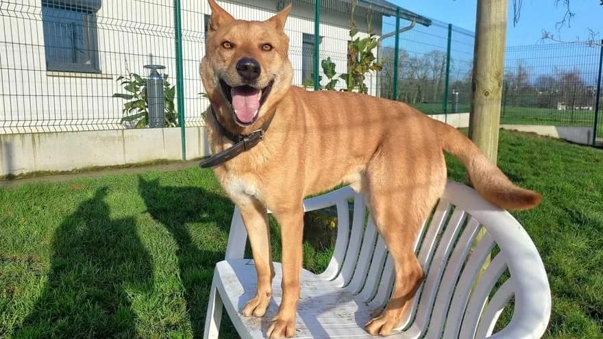 JAMES, Akita (Bouguenais))