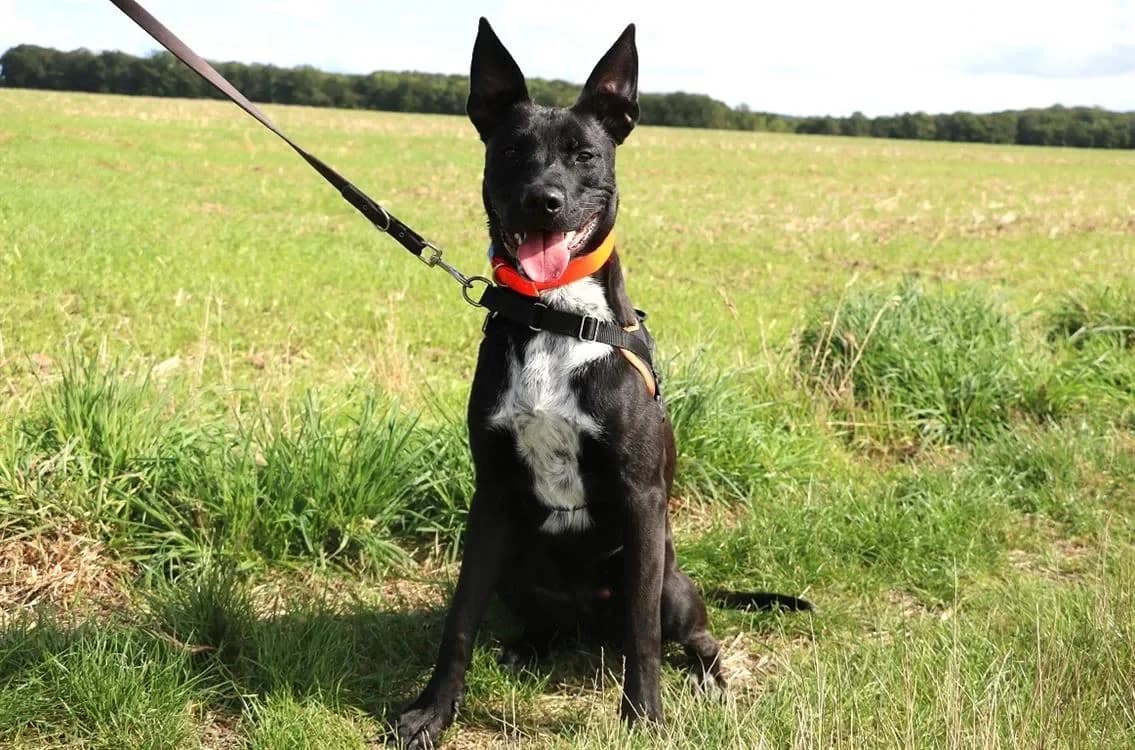 INOX HAA24682 photo 2