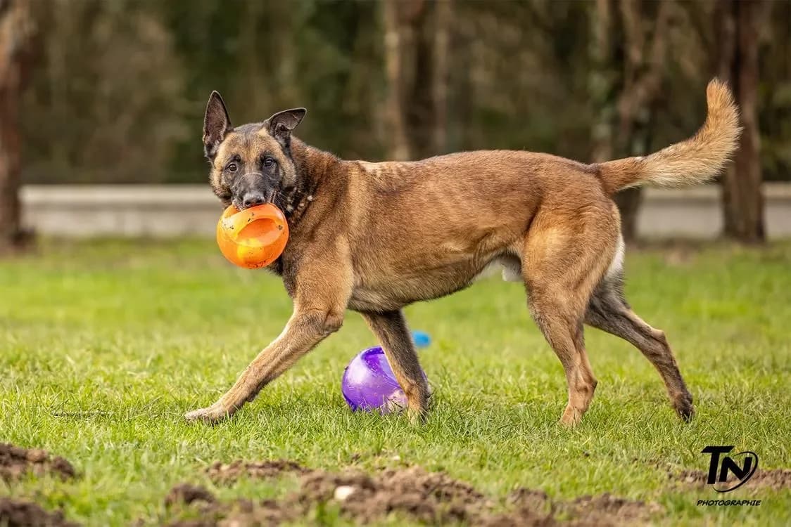 GRIMM, male Belgian Malinois for adoption at Jean Leriche), Moree photo 2