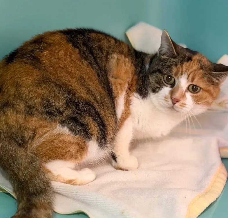 Moxie CAB4902 photo 2