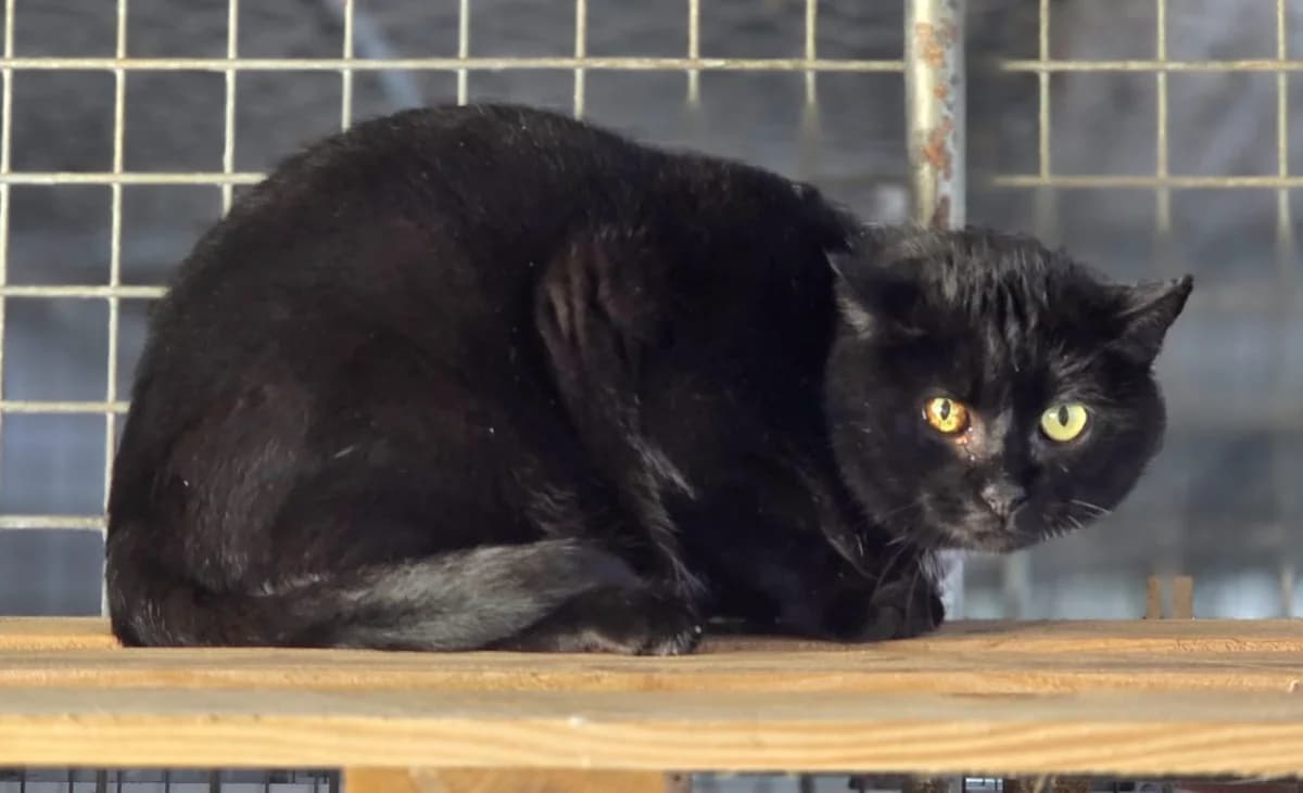 Goupil [Fiv+], male mixed breed for adoption at Lyon