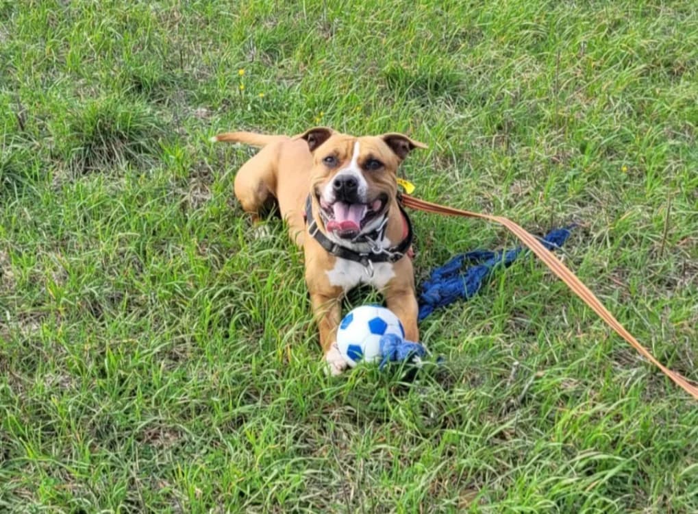 NALA, Mixed Breed (SPA Lézignan-Corbières)