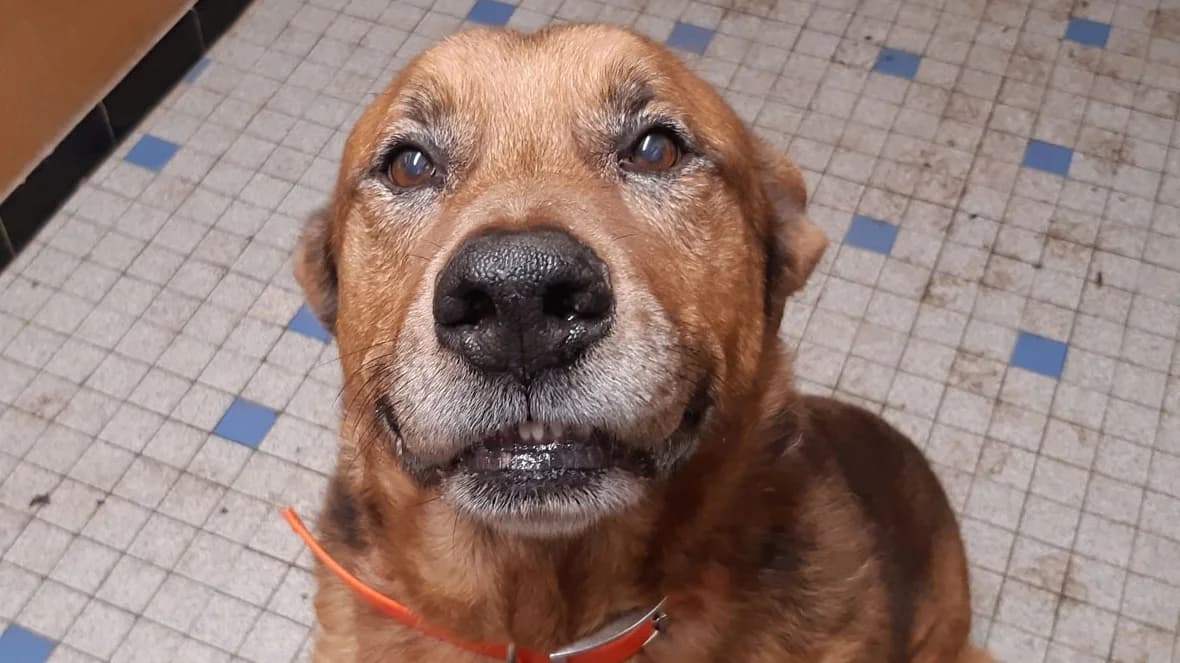 Tyson, Mixed Breed (SPA Millau)
