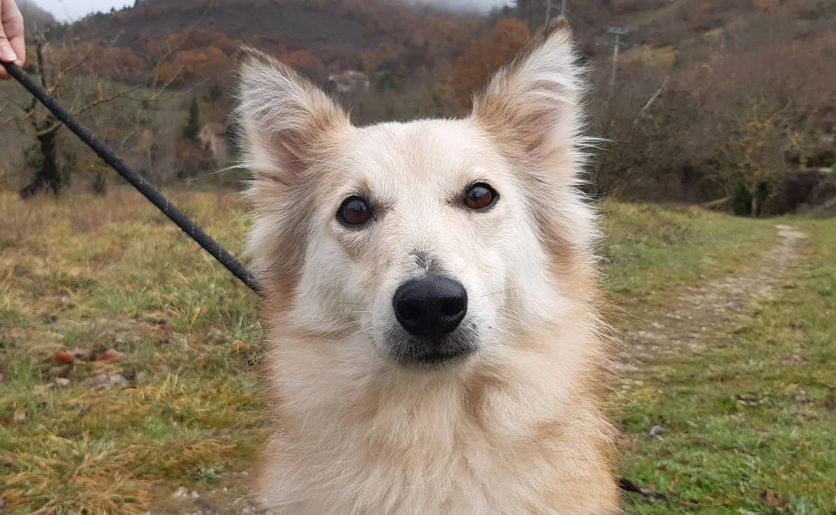 Stella, Shetland Sheepdog (SPA Millau)
