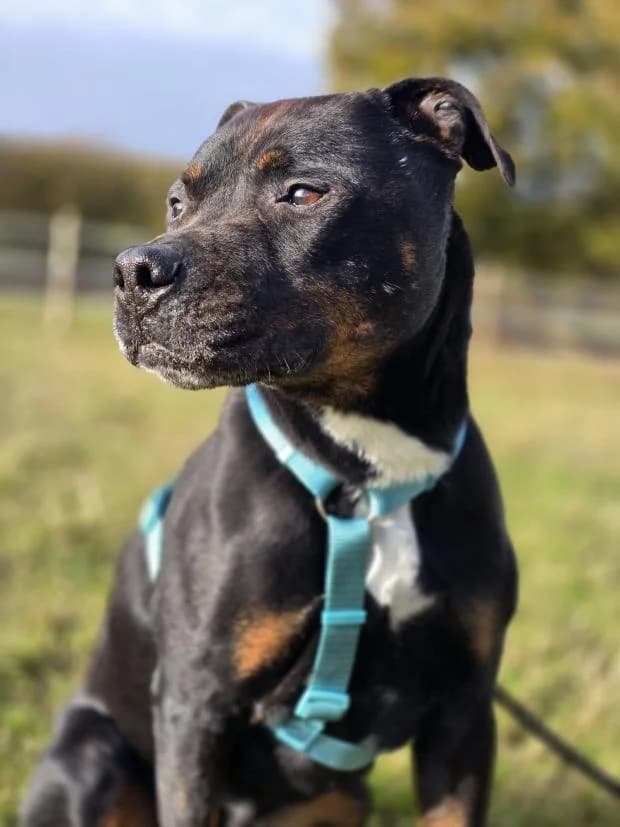 Max, Mixed Breed (Fondation Brigitte Bardot)