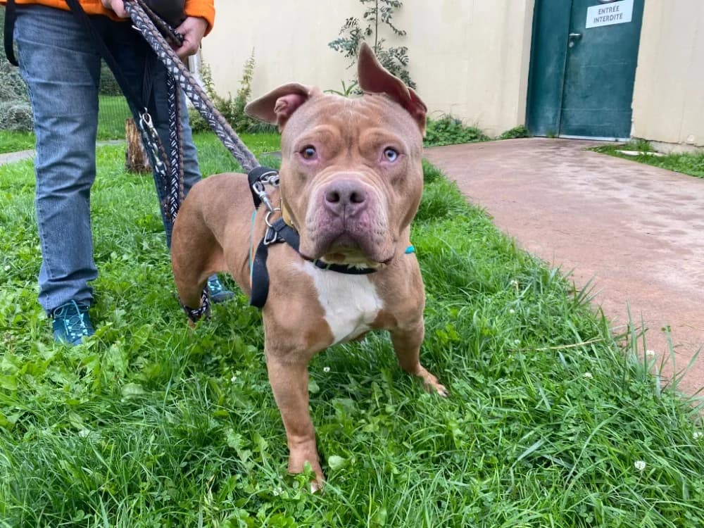 PAA23030 SOOKIE, female 4yo Mixed Breed for adoption at SPA Plaisir, Plaisir