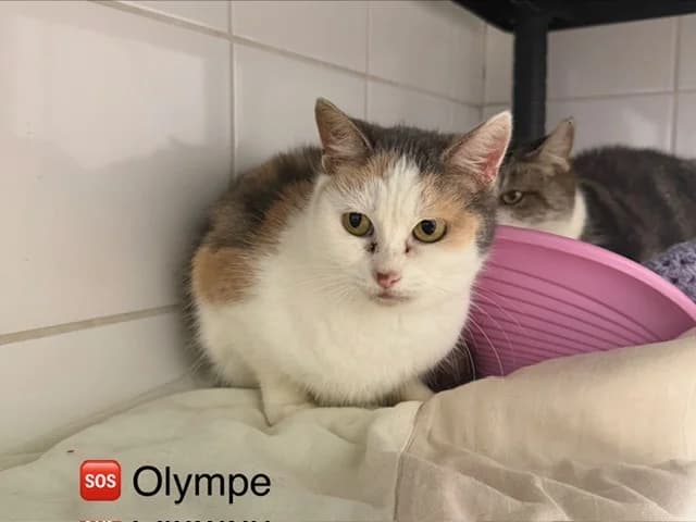 Olympe, female senior mixed breed for adoption at Amiens), Poulainville