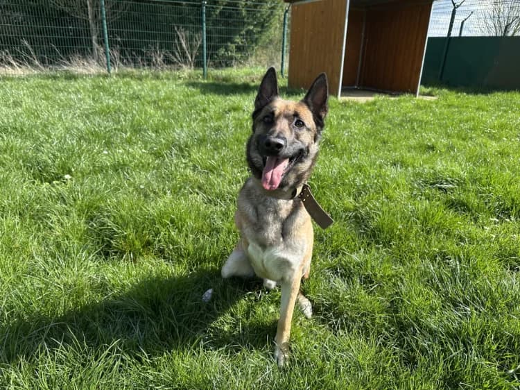 HATCHI, Belgian Malinois (Jean Leriche))