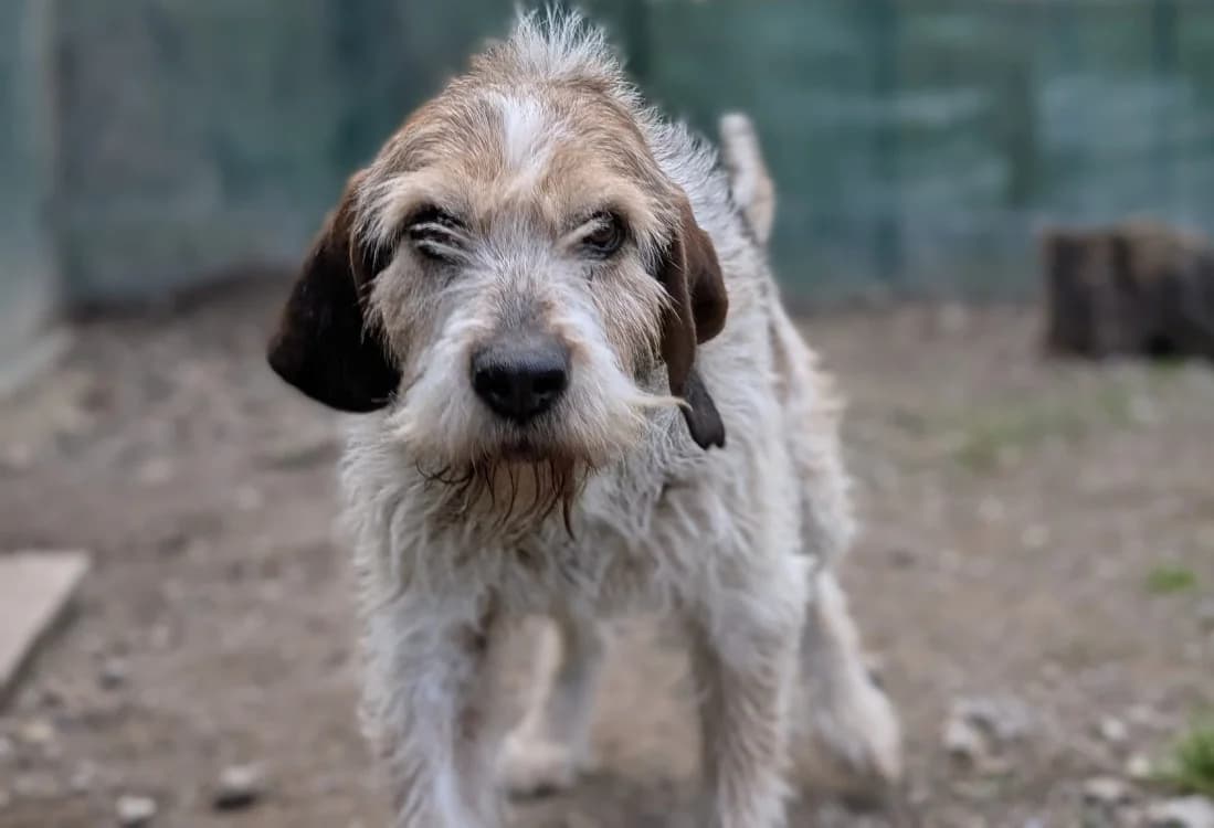 ROCKY, male mixed breed for adoption at SPA Vichy (Brugheas), Vichy