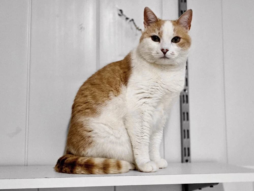 MIA, female mixed breed for adoption at SPA Rennes, Rennes