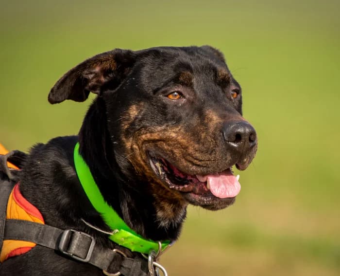 Nash, Mixed Breed (SPA Millau)