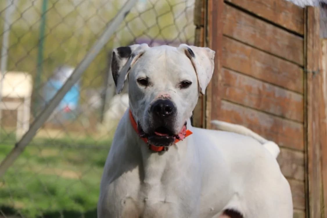 TITAN, male 3yo mixed breed for adoption at SPA Beaurepaire-en-Bresse, Beaurepaire