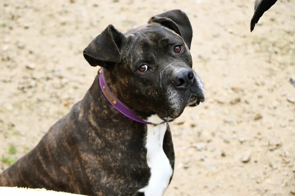 IRKO, Cane Corso (SPA Beaurepaire-en-Bresse)