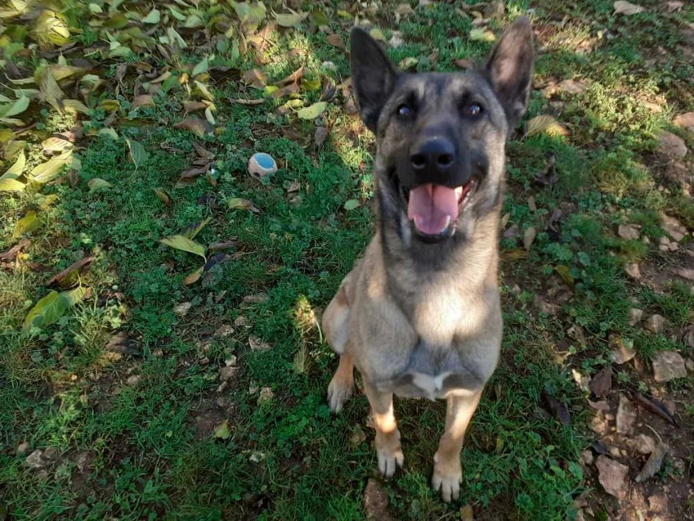 Maya, female Belgian Malinois for adoption at Vallerargues), Ales