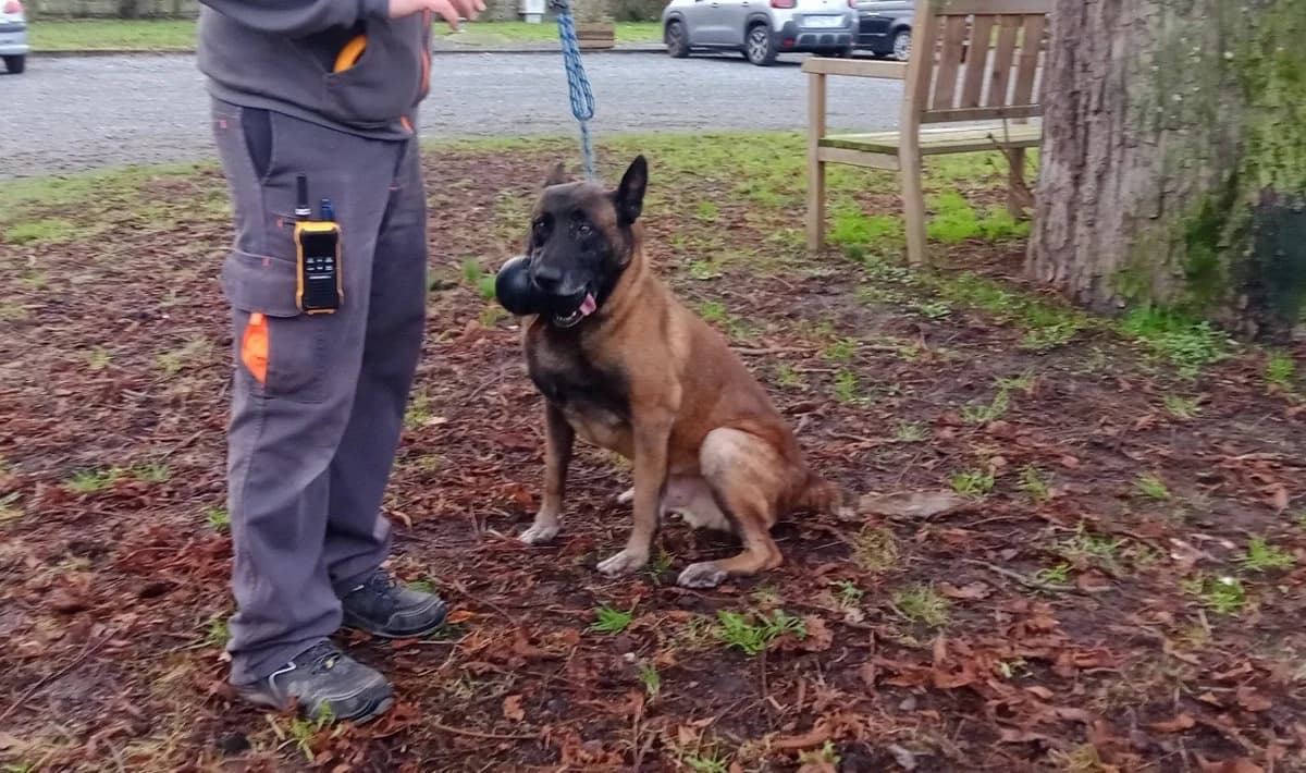 SCARF, brown_chocolate male Belgian Malinois for adoption at SPA Le Mans (Yvré-L'Évêque)