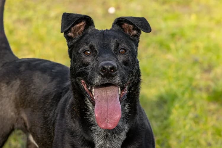 TISCO, Labrador Retriever (SPA Aix-en-Provence)