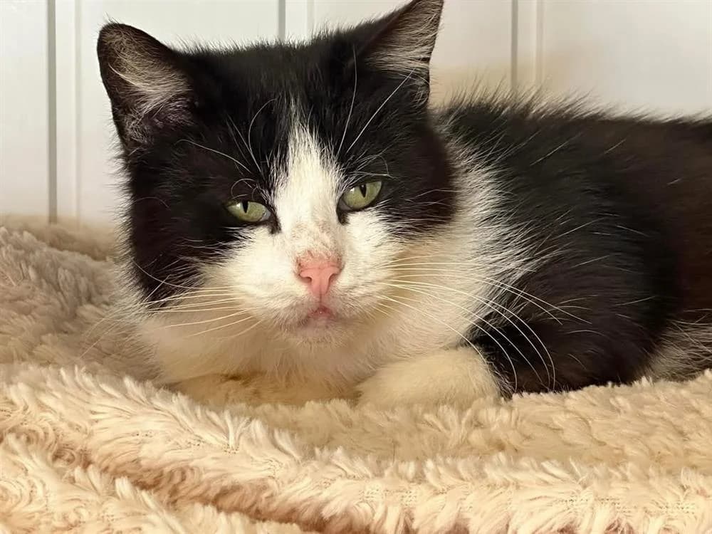 VOLTAIRE, male senior mixed breed for adoption at SPA Saint-Omer, Omer