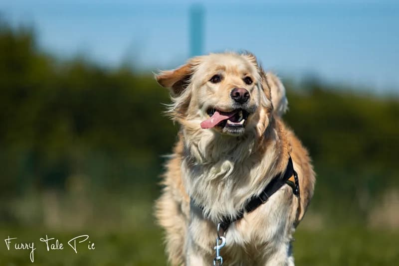 TAO, Golden Retriever (Jean Leriche))