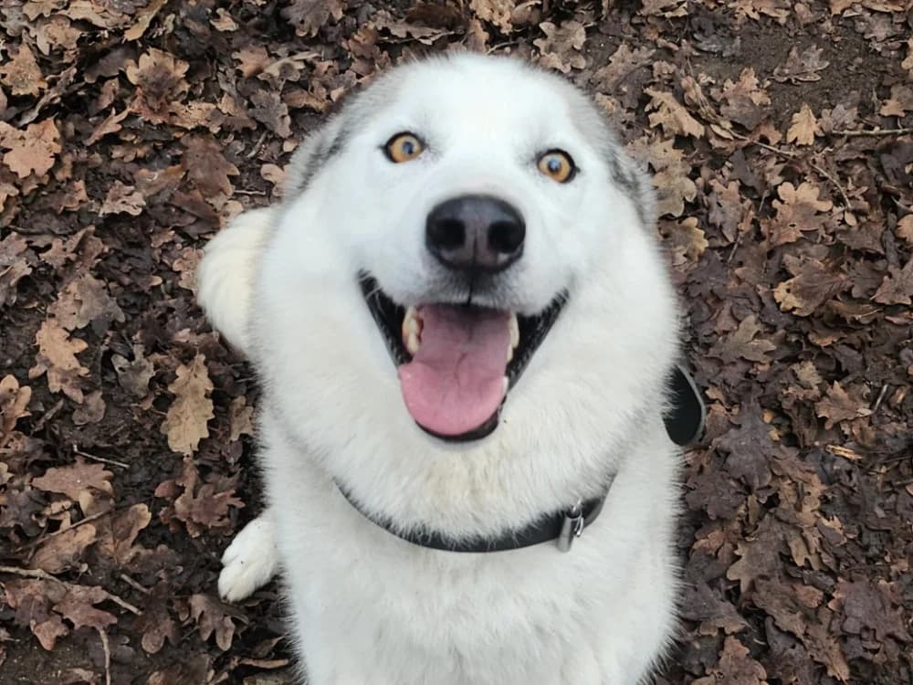 SHADOW, male Husky for adoption at SPA Tours (Luynes), Tours