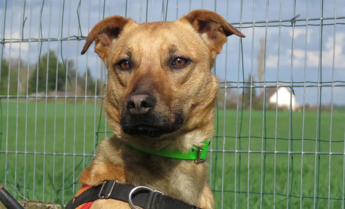 ROMEO, male mixed breed for adoption at Gerhard Cramer), Arry