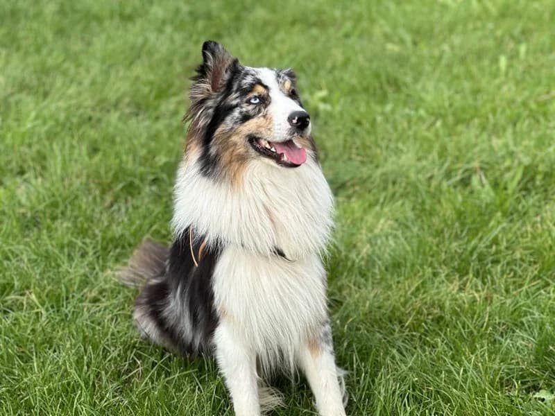 RAIKO, Australian Shepherd (Jean Leriche))