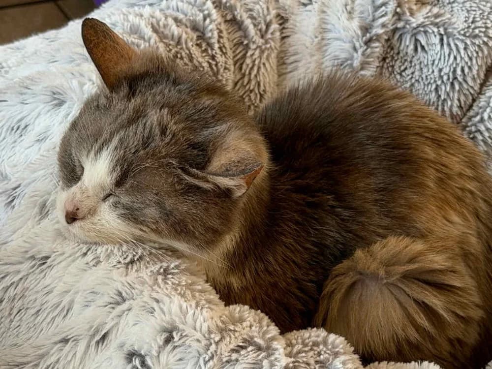 DIANA, female senior mixed breed for adoption at SPA La Roche-sur-Yon, Roche Sur Yon